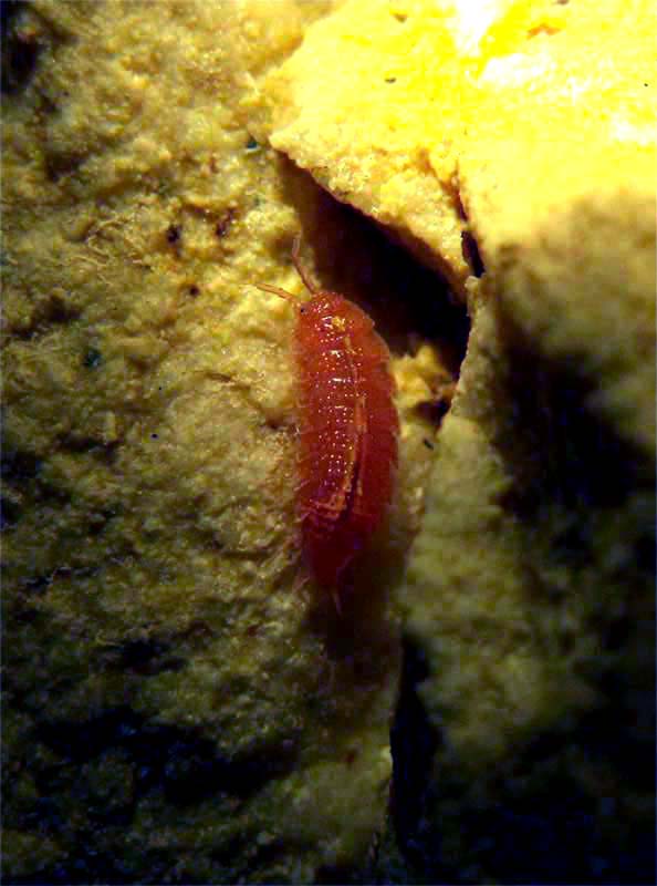 Androniscus sp.